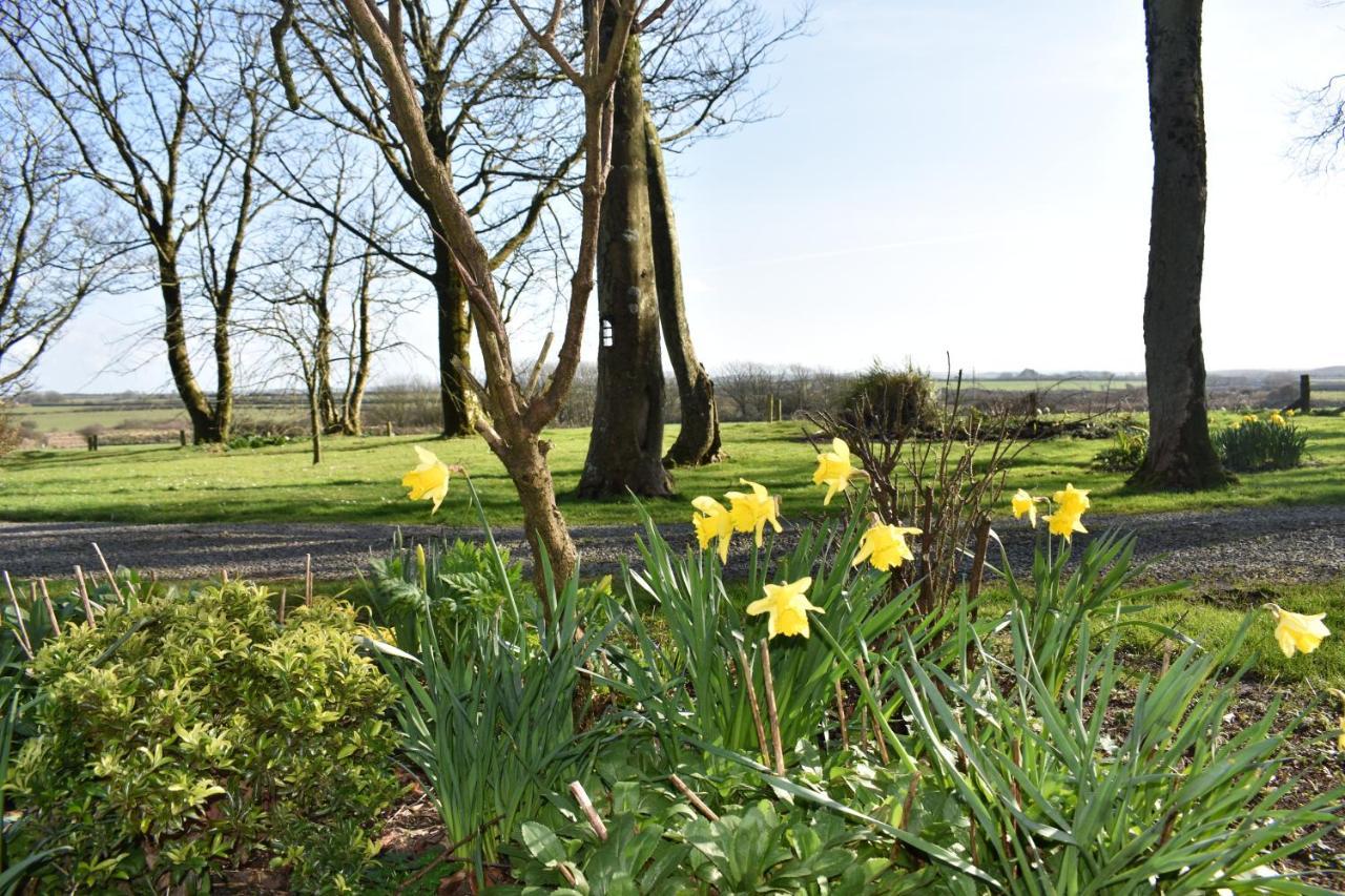 Crug Glas Country House Hostal Saint David's Exterior foto